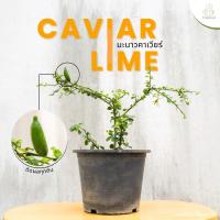 ราคา Treeno 9 T65 มะนาวคาเวียร์ หรือ มะนาวนิ้ว Carandas Plum กระถาง 8 นิ้ว สูง 30 40ซม ไม้มงคล ทานได้ (22027351542)