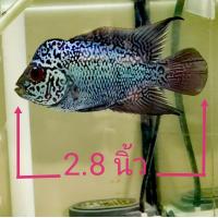 ราคา อาหารปลาหมอสี แถมฟรี ลูกปลาฟลาวเวอร์ฮอร์น flowerhorn FH พร้อมอาหารสูตรเด็ด เร่งโต เร่งสี เร่งโหนก ในซองเดียว สามารถขอดูรูปและวีดีโอเพิ่มเติมจากทางร้านได้ มีการรับประกันขนส่งจากทางร้าน ขอเพียงลูกค้าถ่า