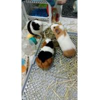 ราคา ตุ๊กตาหนูแกสบี้ขนาดเท่าแกสบี้จริงขนนุ่ม (21424284165)