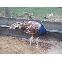 ราคา ไข่เชื้อนกยูง บลูสเลท พ่อแม่พันธุ์เลือด100 สวยงามฟอร์มดี (22099973487)