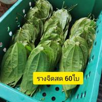ราคา ราชาแห่งการถอนพิษ ใบรางจืด ว่านรางจืดใบสด30 ใบ เก็บสด ปลอดสารพิษ ใบสดเก็บสดตามออเดอร์ (22143780483)