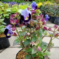 ราคา แววมยุราคละสี200เมล็ด ปลูกไว้ดอกไม้ฟอกอากาศ (13427287772)