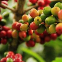 ราคา 10 เมล็ด กาแฟ โรบัสต้า Robusta ปลูกในกระถางได้ คอฟฟี่ Coffee Seeds (21580126990)