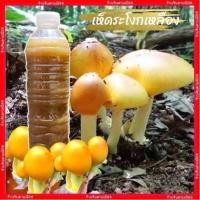 ราคา เชื้อเห็ดเผาะหนัง หัวเชื้อเห็ดเผาะหนัง เข้มข้นเกิด100 ไม่ผสมน้ำ เชื้อสดใหม่ หัวเชื้อ180มล เชื้อ600มล พร้อมวิธีปลูก (22157429369)