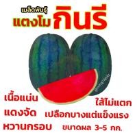 ราคา เมล็ดพันธุ์ แตงโม เมล่อน แคนตาลูป ทุกสายพันธุ์ 10 50 เมล็ด แตงโม แตงโมเหลือง แตงโมดำ แตงโมไร้เมล็ด (22107170407)