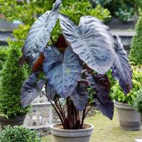 ราคา บอนแบล็คเมจิก บอนจีนดำ บอนดำ Colocasia Black Magic ต้นบอนดำ บอนเขียว Colocasia esculenta (21927925984)