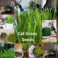 ราคา งอกเร็ว อินทรีย์ Pet Cat Grass Seeds เมล็ดหญ้าแมวสัตว์เลี้ยง การปลูกพืชการปลูกเมล็ดพันธุ์ ช่วยแมวกำจัดลูกขนในกระเพาะอาหาร ประมาณ 90 ชิ้นต่อแพ็ค แมวรักหญ้า Hydroponic เมล็ดพืช (22012144299)