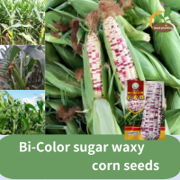 ราคา ข้าวโพด ทูโทน เมล็ดพันธุ์ข้าวโพด Bi Color Sugar Waxy Corn Seeds เมล็ดข้าวโพดคั่วหวานสีม่วงและสีขาวขนาดใหญ่สำหรับฤดูใบไม้ผลิและฤดูร้อน Spring and summer purple and white big stick sweet sticky corn cob