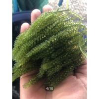 ราคา สาหร่ายพวงองุ่นพร้อมน้ำจิ้มซีฟูด (770078401)