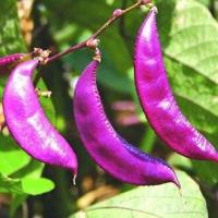 ราคา ถั่วแปปม่วง ถูกที่สุด เมล็ดพันธุ์ถั่วแปปม่วง 20เมล็ด งอกง่าย โตไว ดอกสวย ผลสวย ทานอร่อย เมล็ดพันธุ์ ถั่วแปปม่วง เมล็ดพันธุ์ถั่วแปปม่วง Vegetable Seeds เมล็ดพันธุ์ผัก เมล็ดผักต่างๆ เมล็ดพันธุ์ เมล็ดผัก