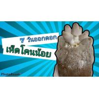 ราคา ก้อนเชื้อเห็ดโคนน้อย ชุด 8 ก้อน พร้อมมีวิธีดูแล เก็บปลายทางได้ มีสต๊อคพร้อมส่ง (9120199276)