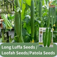 ราคา เมล็ดพันธุ์ บวบหอมยาว Long Luffa บวบหอม สายฟ้า Long Luffa Seeds loofah Seeds Patola Seeds ฤดูใบไม้ผลิและฤดูใบไม้ร่วงตรงต้นผลผลิตสูงทนความร้อนปีนเถาพิเศษเนื้อยาว loofah เมล็ดพืชผักปลูกอินทรีย์ (2204386