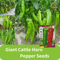 ราคา เมล็ดพันธุ์ พริกใหญ่ยักษ์ เมล็ดพันธุ์ พริกบิ๊กจิม Big Jim Giant Pepper Seed ผลใหญ่ยักษ์ Giant Cattle Horn Pepper Seeds เมล็ดพริกไทยสดสำหรับฟาร์มพริกไทยเขียวสำหรับปลูก เมล็ดพริกไทยเผ็ดเล็กน้อยผิวบาง (2