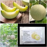 ราคา เมล็ดพันธุ์ เมล่อน อิชิบะโควจิ Ichiba Kouji F1 Melon Seed 5 เมล็ด คุณภาพดี ของแท้ 100 (21410311927)