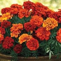 ราคา 100 เมล็ด ดอกดาวเรือง Marigold Flower Seeds สายพันธุ์ Fireball Marigold (21342719096)