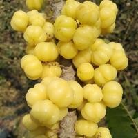 ราคา 25 เมล็ด มะยม หมากยม ยม มะยมเปรี้ยว มะยมหวาน หมักยม ลูกยม (21805612015)