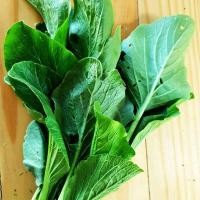 ราคา 1000 เมล็ด ผักกวางตุ้ง ผักกาดเขียวกวางตุ้ง ผักกาดจ่อ ผักกาดดอก Chinese cabbage Seeds (21738047606)