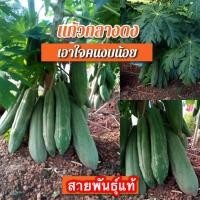 ราคา เมล็ดมะละกอแก้วกลางดง 30 เมล็ด (13742588367)