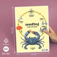ราคา โปสเตอร์วงจรชีวิตสัตว์ โปสเตอร์ความรู้วงจรชีวิตสัตว์ วงจรชีวิตกบ ผีเสื้อ ยุง ไก่ โปสเตอร์พลาสติก ขนาดA4 สื่อการเรียนการสอน 1แผ่น (19959385111)