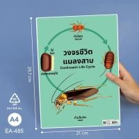 ราคา โปสเตอร์วงจรชีวิตสัตว์ โปสเตอร์ความรู้วงจรชีวิตสัตว์ วงจรชีวิตกบ ผีเสื้อ ยุง ไก่ โปสเตอร์พลาสติก ขนาดA4 สื่อการเรียนการสอน 1แผ่น (19959385114)