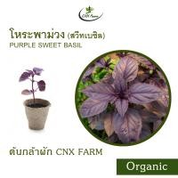 ราคา สวีทเบซิลม่วง โหระพาอิตาเลี่ยนม่วง Organic Purple Sweet Basil (21499843791)