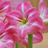 ราคา 1 หัว ว่านสี่ทิศ สี่ทิศฝรั่ง ดอกไม้มงคล Amaryllis Bulb (22067273706)