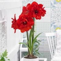 ราคา 1 หัว ว่านสี่ทิศ สี่ทิศฝรั่ง ดอกไม้มงคล Amaryllis Bulb (22067273713)