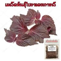ราคา ใบงาแดงเกาหลี ชิโสะ โอบะ แดง เมล็ดพันธุ์ Shiso Red Perilla 40 100 เมล็ด ซื้อ 10 แถม 1 คละได้ (18763118131)