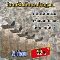 ราคา ก้อนเห็ดนางฟ้าภูฐาน ออกดอกง่าย ออกดอกไว ก้อนใหญ่เก็บดอกได้นาน 4 6 เดือน ไม่ต้องมีโรงเรือน (21502706433)
