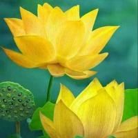 ราคา เมล็ดบัวดอกสีเหลือง ดอกใหญ่ ของแท้ 100 เมล็ดพันธ์ุบัว ดอกบัว ปลูกบัว เม็ดบัว สวนบัว Lotus Waterlily seeds 8 เมล็ด (20987315174)