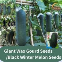 ราคา ต้นฉบับ 100 ฟักดำยักษ์ เมล็ดพันธุ์ฟักดำยักษ์ เมล็ดฟักดำยักษ์ เมล็ดพันธุ์ฟักหอม Black Winter Melon Seeds ในร่มและกลางแจ้ง เมล็ดพืชผักระเบียง ขายเมล็ดพันธุ์พืชจริง เมล็ดพืชผักสวน การปลูกแบบอินทรีย์ (220