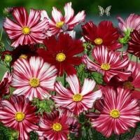 ราคา 100 เมล็ด ดอกดาวกระจายเซนเซชั่น ดอกคอสมอส ดาวกระจาย Cosmos Flower Seeds 45 50 วัน ออกดอก สายพันธุ์ Red (21342348740)