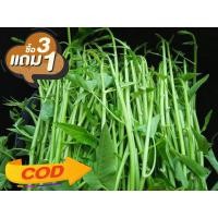 ราคา เมล็ดผักบุ้งแก้ว ชุดละ59บาทบรรจุชุดละ300เมล็ด สั่ง3แถม1 (9751463592)