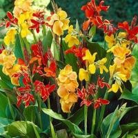 ราคา 20 เมล็ด ดอกพุทธรักษาแคระ พุทธศร บัวละวงศ์ Canna Lily Seeds พระพุทธเจ้าทรงปกป้องคุ้มครอง ให้มีแต่ความสงบสุขร่มเย็น สายพันธุ์ Dwarf Canna Mix (21539286275)