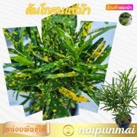 ราคา ต้นโกสนแซ่ม้า กระถาง 6 นิ้ว ส่งพร้อมกระถาง ไม้แดด ไม้ประดับจัดสวน (21052896255)