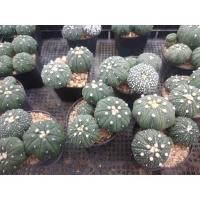 ราคา แอสโตรไฟตั้ม Astrophytum asterias ขนาด 2 5 ซม ต้นกระบองเพชร ต้นแคคตัส กรุณาอ่านรายละเอียดก่อนทำการสั่งซื้อครับ (16787843045)
