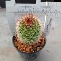 ราคา สปินโน Mammillaria spinosissima ไม้เมล็ด ขนาด 4 6 ซม ต้นกระบองเพชร ต้นแคคตัส แคคตัส กระบองเพชร (21163153319)