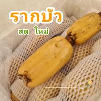 ราคา รากบัวคัดเกรด รากบัวสด3กิโลกรัม พร้อมส่งจากไทย (20664126329)