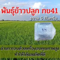 ราคา เมล็ดพันธุ์ข้าวปลูก กข41 ข้าวปลูก กข41 พันธุ์ข้าว กข 41 เมล็ดพันธุ์พันธุ์ข้าว จำนวน 5 กิโลกรัม (14153400442)