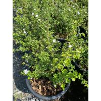 ราคา ต้นข้าวตอกพระร่วง ดอกสีขาว กระถาง 11 นิ้ว (21945669469)