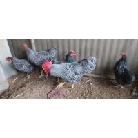 ราคา ไข่เชื้อไก่ไข่พันธุ์บาร์พลีมัทร็อค6ฟองต่อชุดแถมประกันแตก1ฟองรับประกันเชื้อ (21646131111)