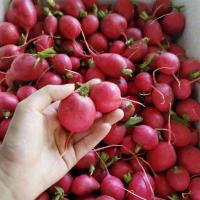 ราคา เก็บสดจากสวน หัวเรดเรดิชสด เรดิชสีแดง ไชเท้าแดง ผลสด redradish 500g ราคา ถูก ส่ง (21185763310)