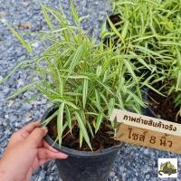ราคา ต้นไผ่เงิน ไผ่แมว หญ้าแมว สุนัข กระต่าย ขจัดก้อนขนในกระเพาะ กระถาง 8 นิ้ว (21956286260)