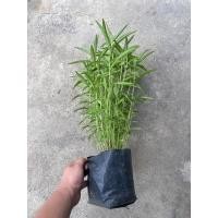 ราคา ทาร์รากอน taragon ไม้หอม เครื่องเทศฝรั่ง สมุนไพรฝรั่ง (19246487940)