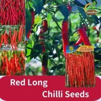 ราคา งอกเร็ว Red Long Chilli Seeds เมล็ดพันธุ์ พริกยาว เมล็ด พริกโจลอง เผ็ด เมล็ดพันธุ์ พริกโจลอง เมล็ดพันธุ์พริกยาวโจลอง เมล็ดพริกยาว 100เมล็ด พริกโจลอง Long Pepper Seeds เมล็ดพริกไทยแดง สำหรับปลูกให้ผลผล