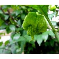 ราคา ต้นพันธุ์ พริกแคโรไลน่า ถุงดำพร้อมปลูก 69 บาท ต้นแข็งแรงแล้ว ทำอาหารก็ได้ พริกนรก พริกเผ็ด เม็ดเดียวเผ็ดทั้งหม้อ Carolina Reaper pepper แคโรไลนา รีเปอร์ Carolina Reaper รสชาติที่เผ็ดร้อนของพริกช่วยให้