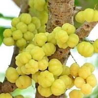 ราคา 25 เมล็ด มะยม หมากยม ยม มะยมเปรี้ยว มะยมหวาน หมักยม ลูกยม (21805612014)