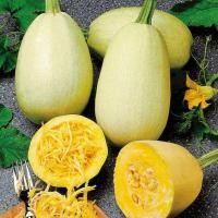 ราคา 10 เมล็ด ฟักทองสปาเก็ตตี้ ฟักทอง Spaghetti Squash Seeds (21899469267)