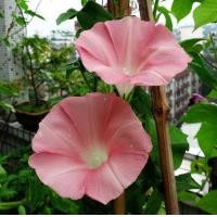 ราคา 30 เมล็ด ดอกไม้ มอร์นิ่งกลอรี่ ผักบุ้งฝรั่ง Morning Glory Seeds (22052217254)