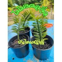 ราคา ต้นไม้มงคลจิ๋ว สมุนไพร ต้นบันไดเศรษฐี ต้นบันไดเงิน ต้นบันไดสวรรค์ หรือต้นตีนตะขาบ ขนาดกระถาง 3 นิ้ว (22166679132)